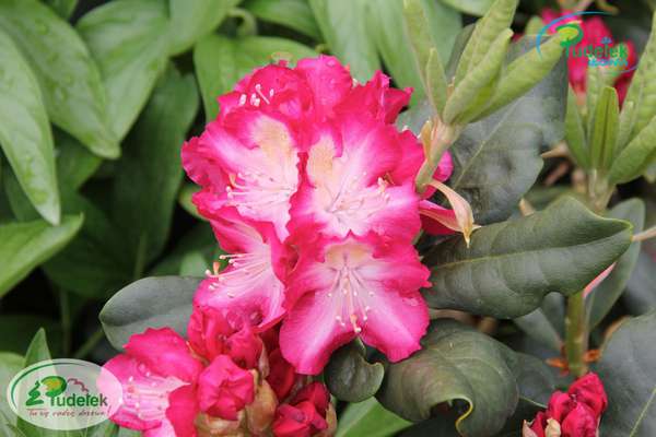 Rhododendron Marabu